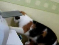 Кошак отжигает с принтером!